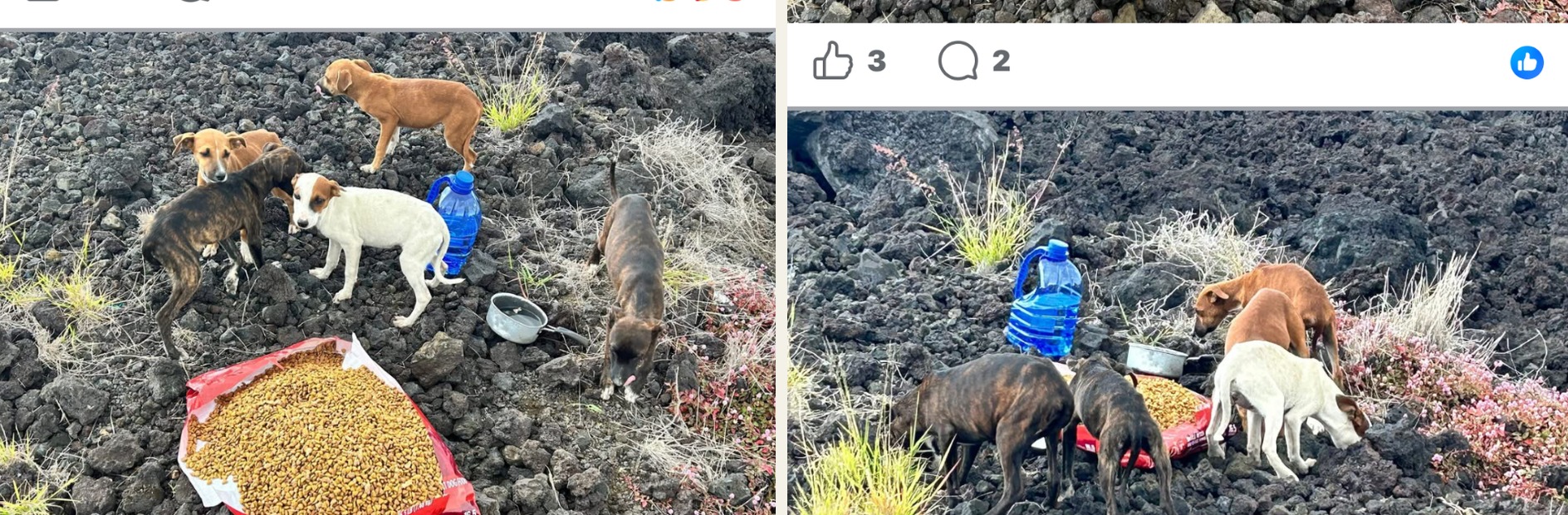 Homeless dogs gathering around food and water placed for them among the lava rock