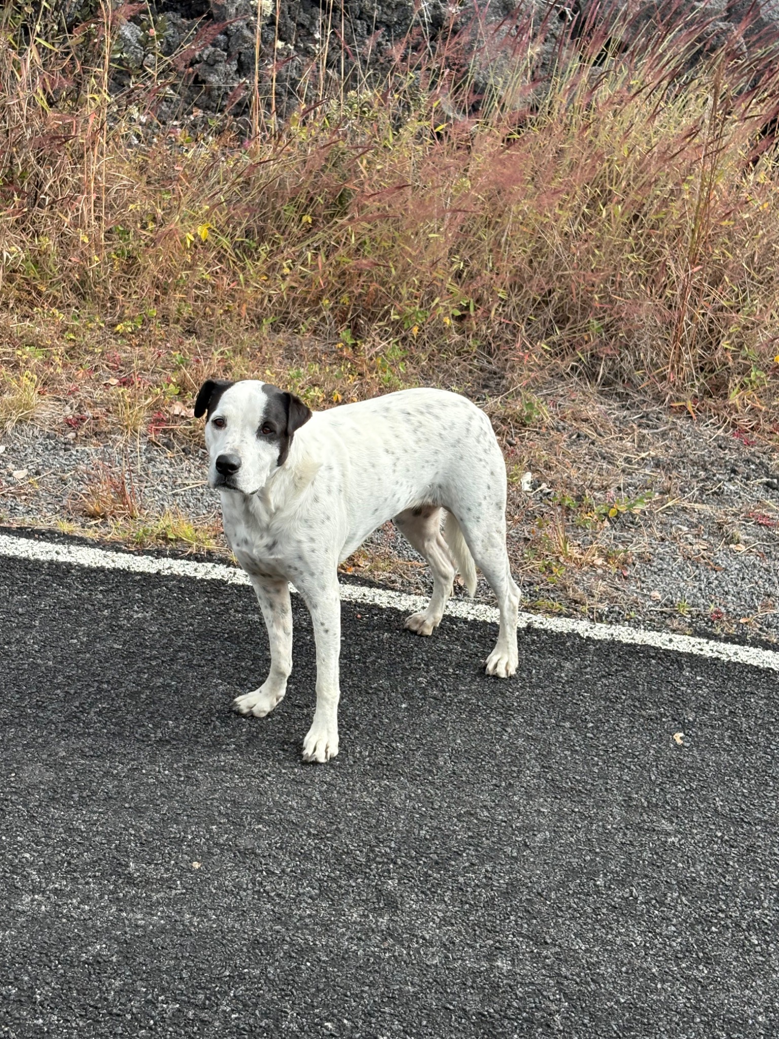 A homeless dog standing along a road in Ocean View, Hawaiʻi