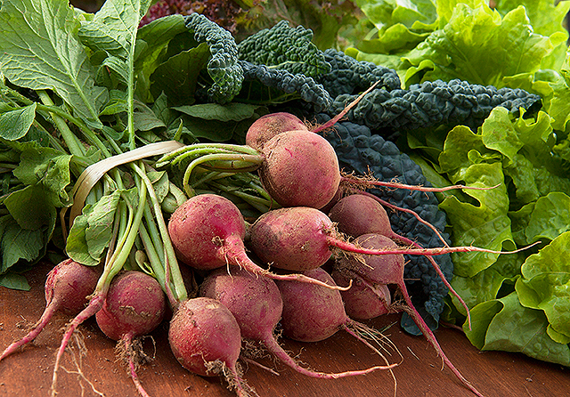 Fresh radishes, kale and lettuce representing the harvest envisioned for Common Ground